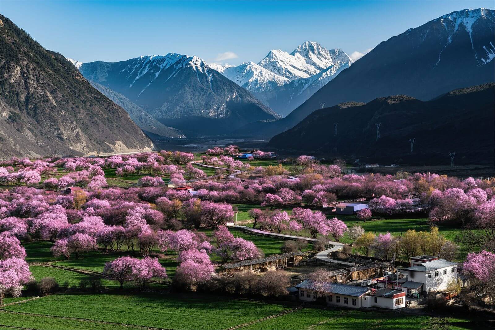 Peach blossoms beneath snowy mountains in spring