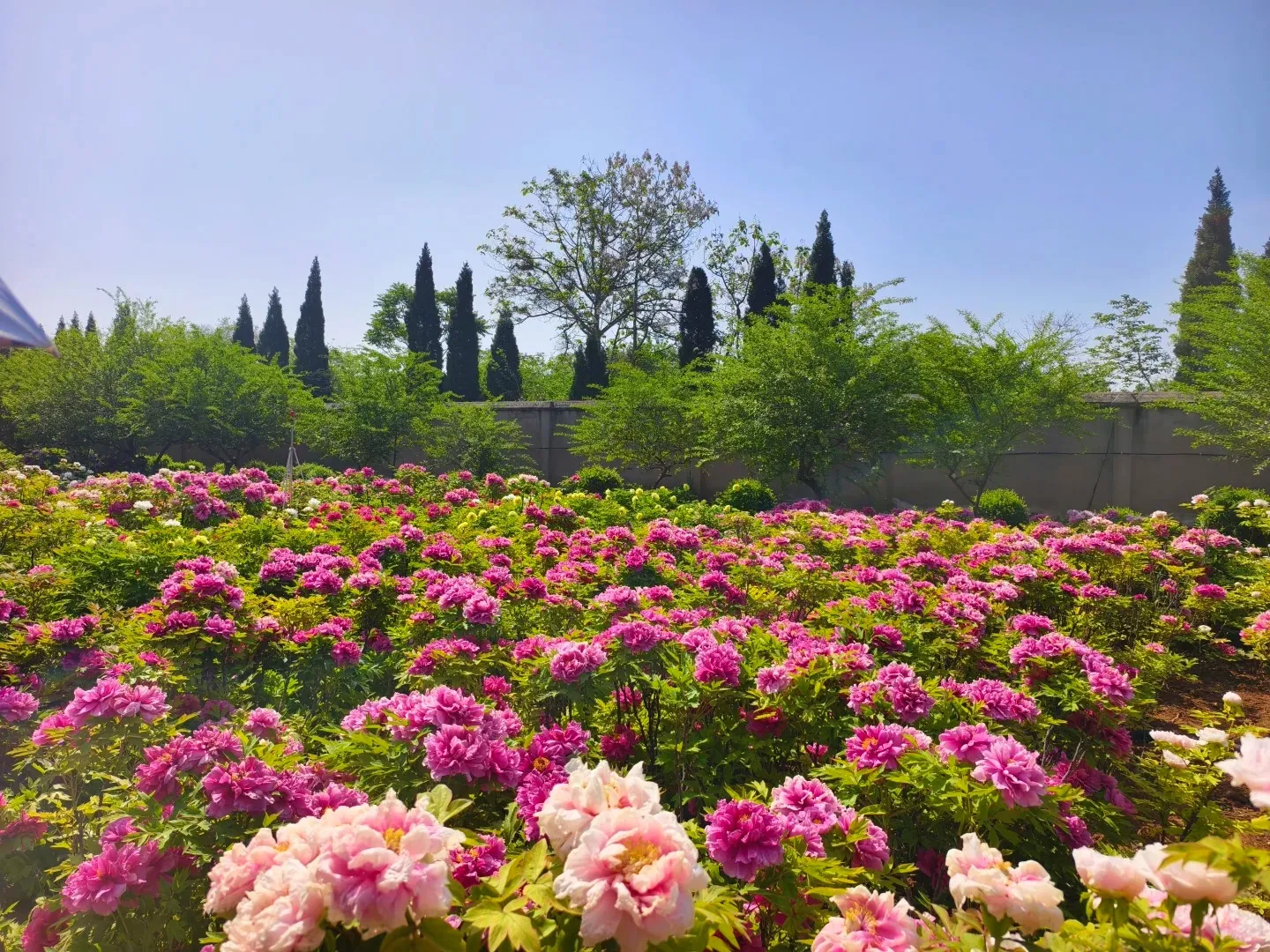 Luoyang National Peony Garden