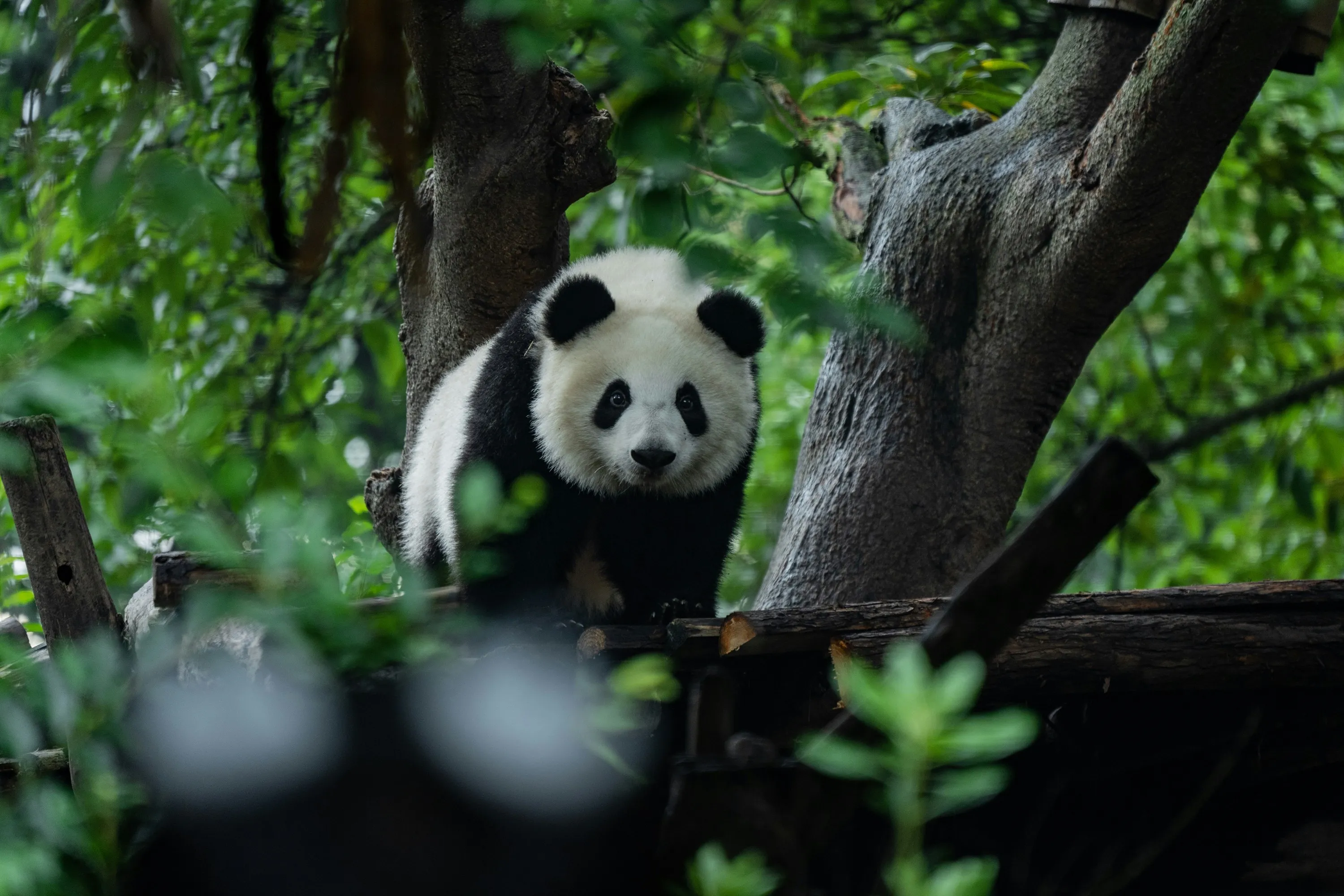 Chengdu Research Base of Giant Panda Breeding